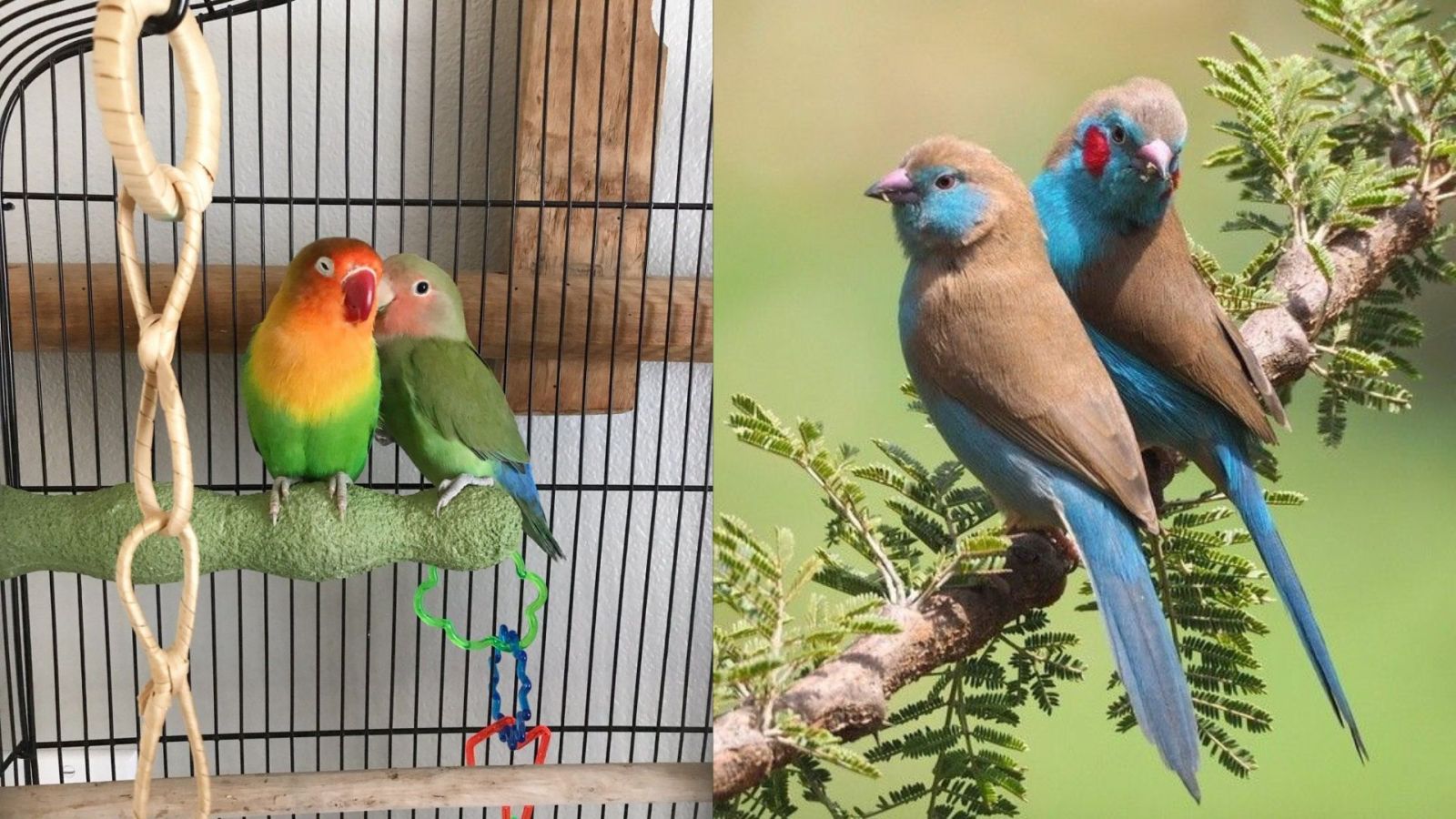 Rumah Burung Kecil: Suara Cilacap yang Mengalun di Setiap Langkah