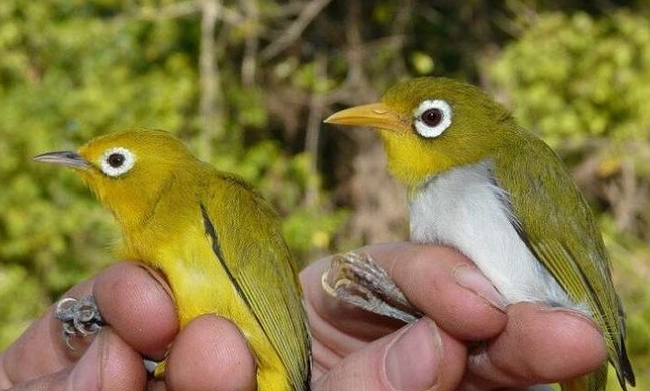 Rumah Burung Kecil: Suara Cilacap yang Mengalun di Setiap Langkah
